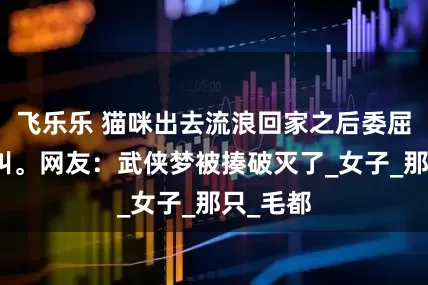 飞乐乐 猫咪出去流浪回家之后委屈的哇哇叫。网友：武侠梦被揍破灭了_女子_那只_毛都